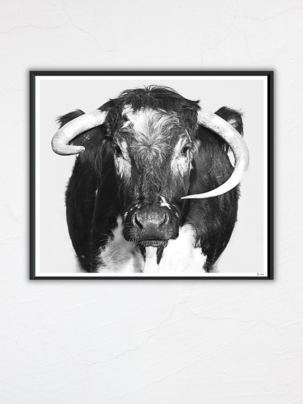 The Bull - Framed Photography